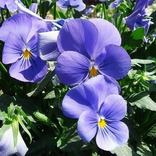 Pansy Seeds - Pure Blue