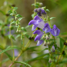 Skullcap Seeds