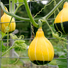 Pear Shaped Squash Seeds