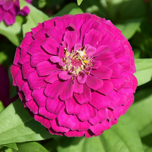 Red Zinnia Seeds