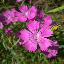 Rose Red Dianthus Seeds