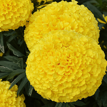 Cream African Marigold Seeds