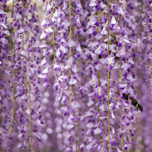 Wisteria Seeds