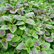 Red Edible Amaranth Seeds