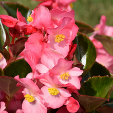 Red Begonia Seeds