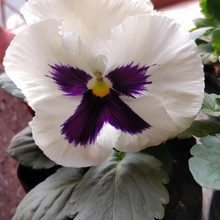 Pansy Seeds - White Spot