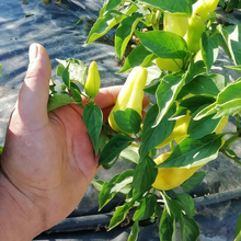 Yellow Conoides Capsicum Annuum Var. Seeds