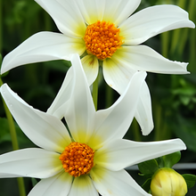 Dahlia Seeds - White