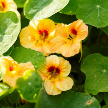 Yellow Nasturtium Seeds