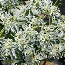 Snow On The Mountain Seeds - Green Leaf White Edge
