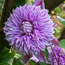 China Aster Seeds - Rose Red