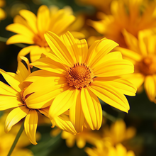 Heliopsis Seeds - Yellow Double