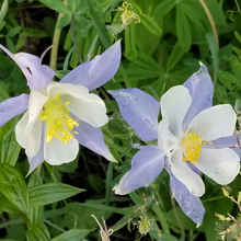 Blue Columbine Seeds