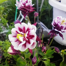 Double Purple Columbine Seeds