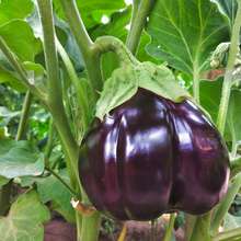 Purple Flat Solanum Seeds