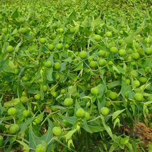 Caper Spurge Seeds