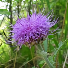 Blue Thistle Seeds