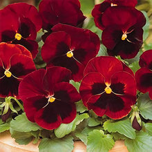 Pansy Seeds Reddish Brown Spots Big Flower