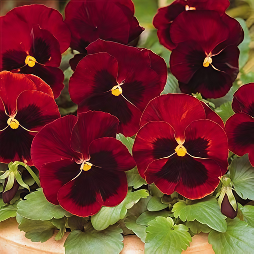Pansy Seeds Reddish Brown Spots Big Flower