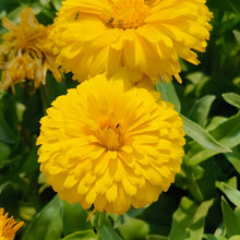 Light Yellow Calendula Seeds