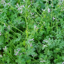 Corydalis Seeds