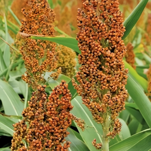 Brown Sorghum Seeds