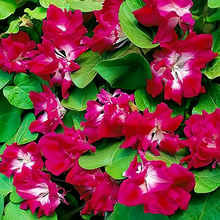 Red Morning Glory Seeds