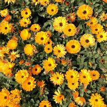 Yellow Calendula Seeds