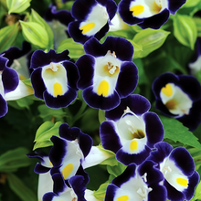Torenia Seeds - Blue