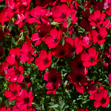 Flax Seeds - Red