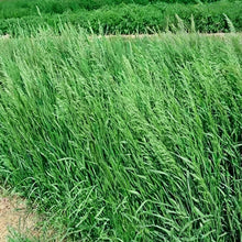 Smooth Bromegrass Seeds