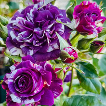 Scented Jewel Rose Seeds