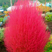 Kochia Seeds - Red