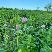 Red Clover Seeds