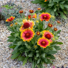 Yellow Blanket Flower Seeds
