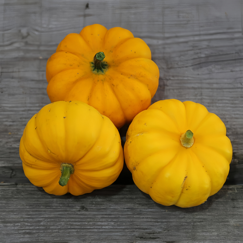 Cucurbita Moschata - Golden Orange High Germination  Onsaleseeds