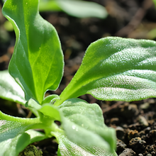 Crystal Ice Plant Edible Seeds