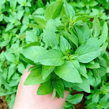 Catnip Seeds