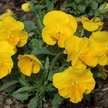 Pansy Seeds - Pure Yellow