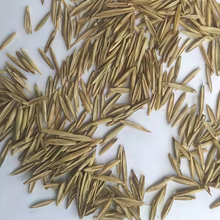 Slender WG Seeds