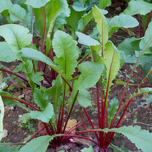 Green Leaf Red Stem Beta Vulgaris Seeds