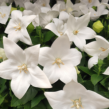 Balloon Flower Seeds - White