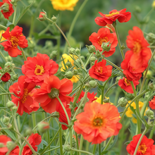 Geum Seeds - Red