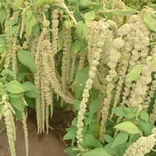 Yellow Love Lies Bleeding Amaranth Seeds