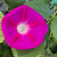 Rose Red Morning Glory Seeds