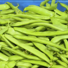 Romano Pole Bean Seeds
