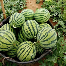 Flower Skin Watermelon Seeds