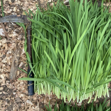 Leek Seeds