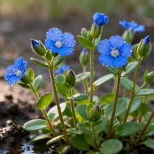 Blue Scarlet Pimpernel Seeds
