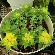 Sun Spurge Seeds - Yellow